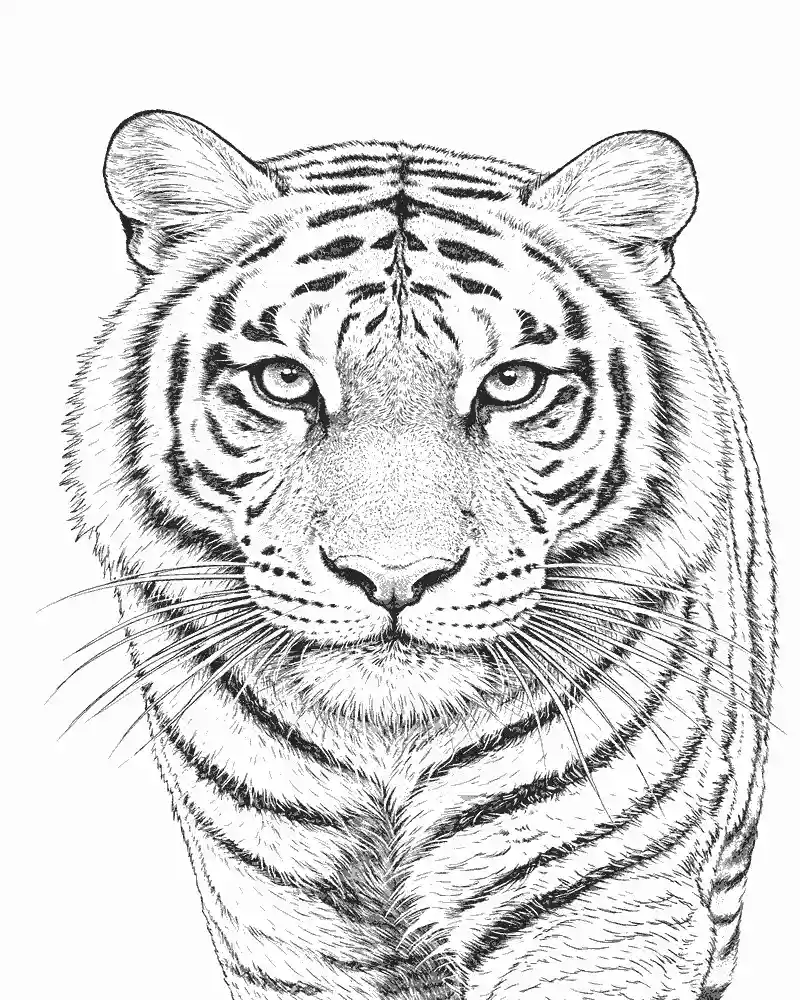 Realistischer Tiger Ausmalbilder 2