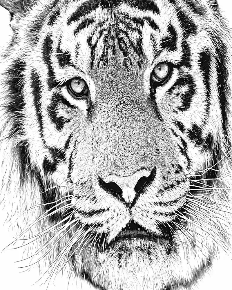 Realistischer Tiger Ausmalbilder 6