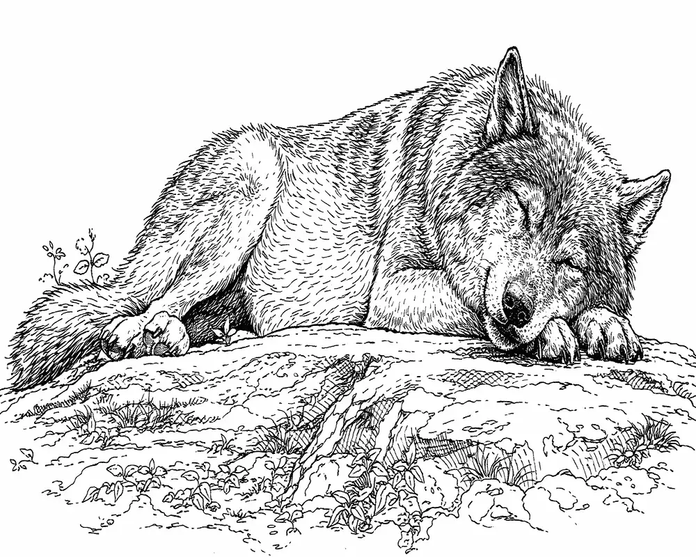 Realistischer Wolf Ausmalbilder 10