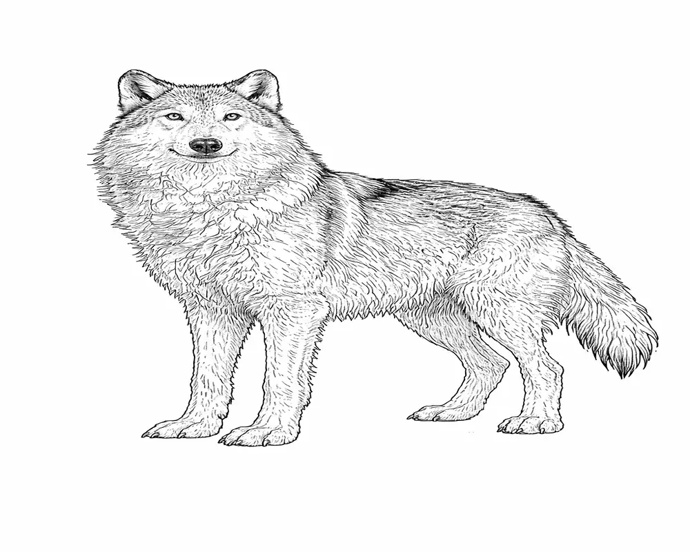 Realistischer Wolf Ausmalbilder 5