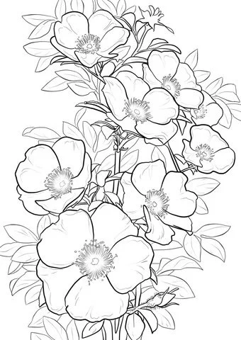 Roses Coloring Pages 16