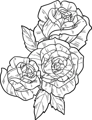 Roses Coloring Pages 17