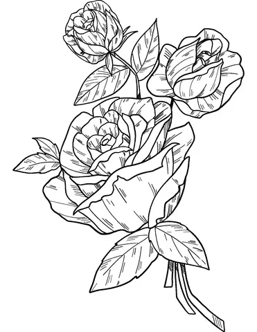 Roses Coloring Pages 25
