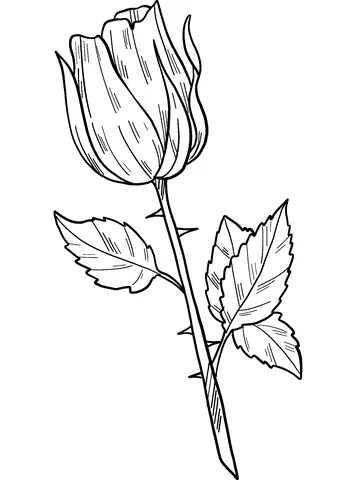 Roses Coloring Pages 30