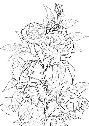 Roses Coloring Pages 32