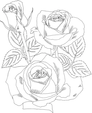 Roses Coloring Pages 40
