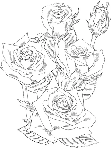 Roses Coloring Pages 41
