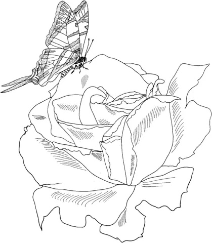 Roses Coloring Pages 42