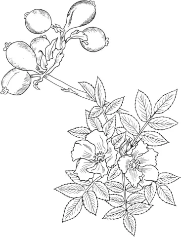 Roses Coloring Pages 46