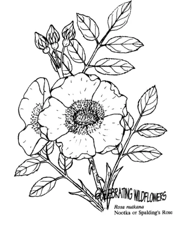 Roses Coloring Pages 48