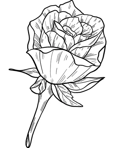 Roses Coloring Pages 49