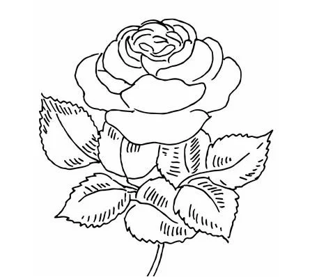 Roses Coloring Pages 5
