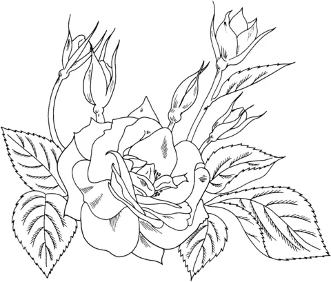 Roses Coloring Pages 53