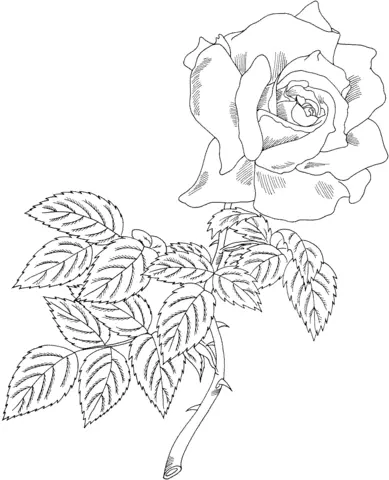 Roses Coloring Pages 65
