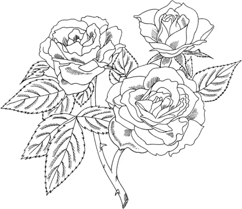 Roses Coloring Pages 67