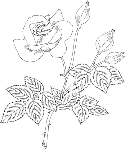 Roses Coloring Pages 69
