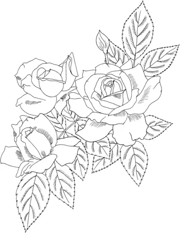 Roses Coloring Pages 70
