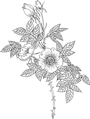 Roses Coloring Pages 85