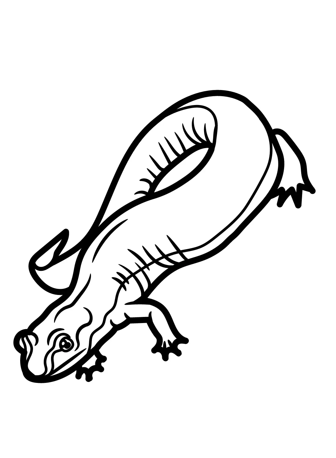Salamander Coloring Pages 14