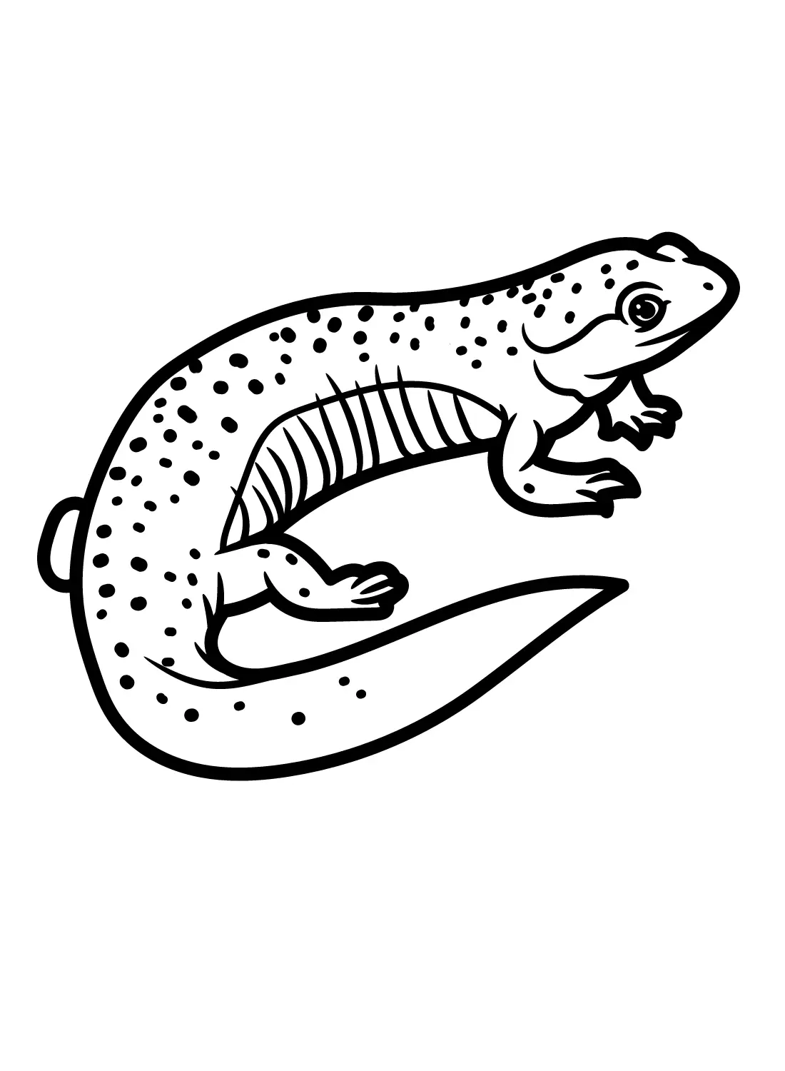 Salamander Coloring Pages 4