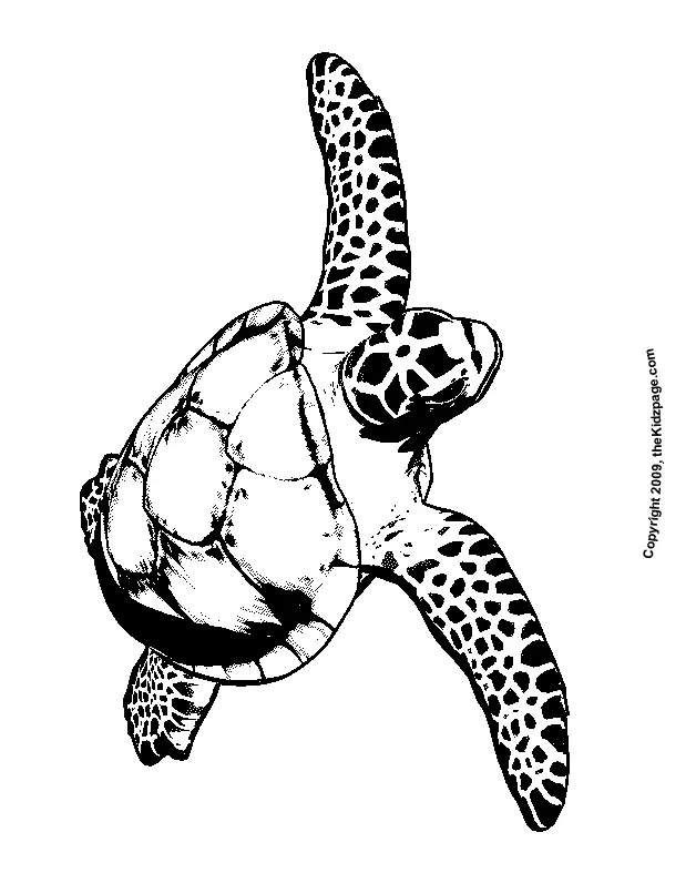 Tortugas Marinas Para Colorear 13