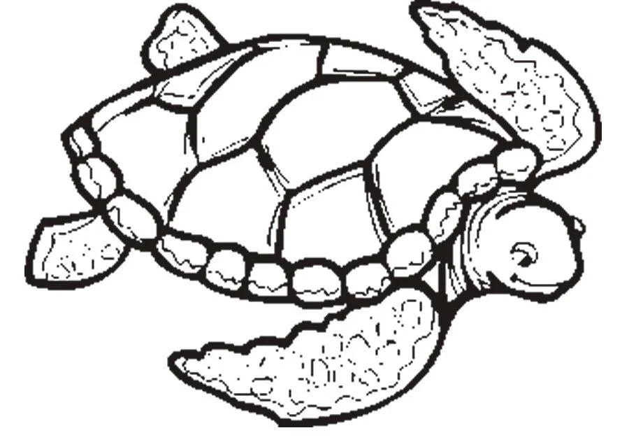 Tortugas Marinas Para Colorear 17