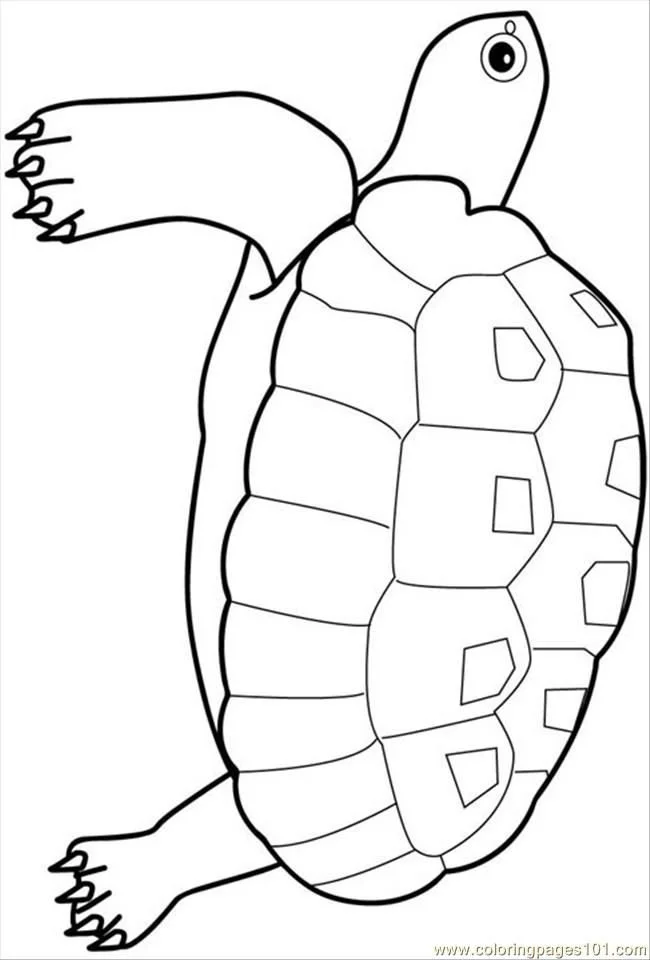 Tortugas Marinas Para Colorear 21