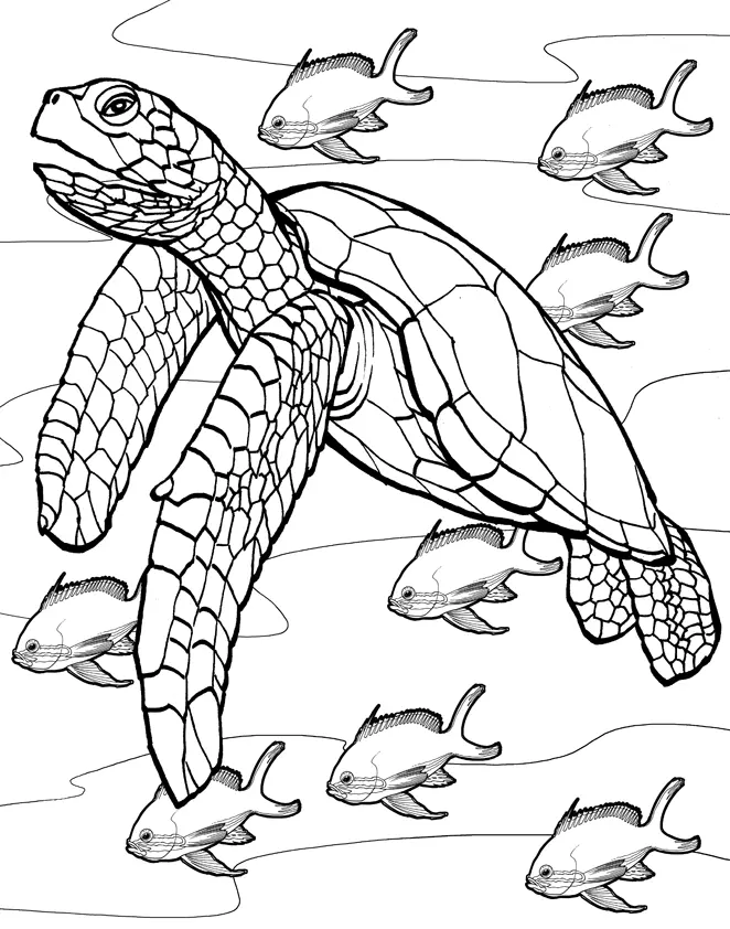 Tortugas Marinas Para Colorear 3