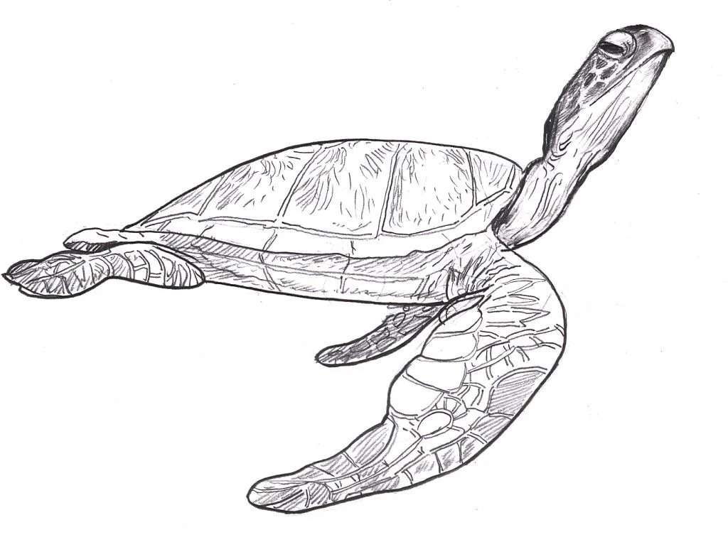 Tortugas Marinas Para Colorear 31