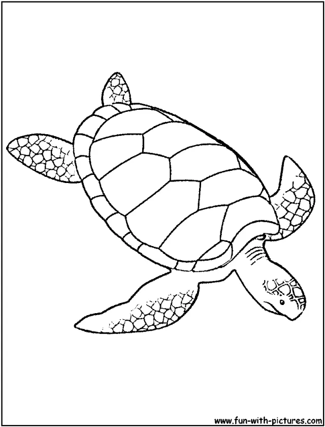 Tortugas Marinas Para Colorear 32