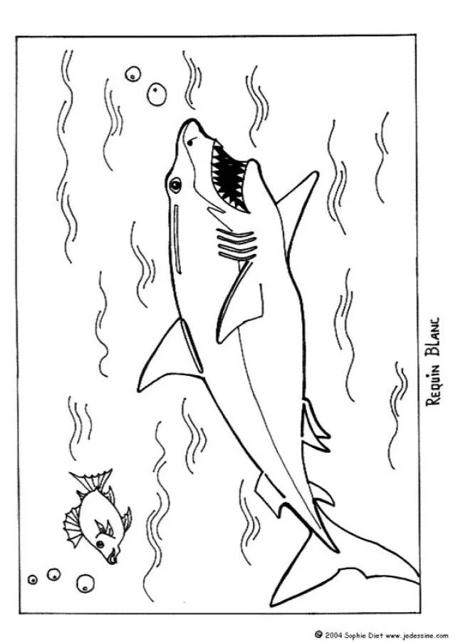 Shark Coloring Pages 2
