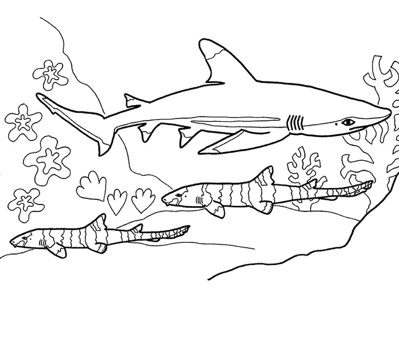 Shark Coloring Pages 6