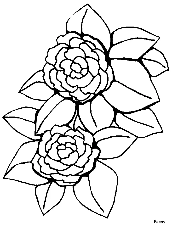 Flores Simples Para Colorear 30