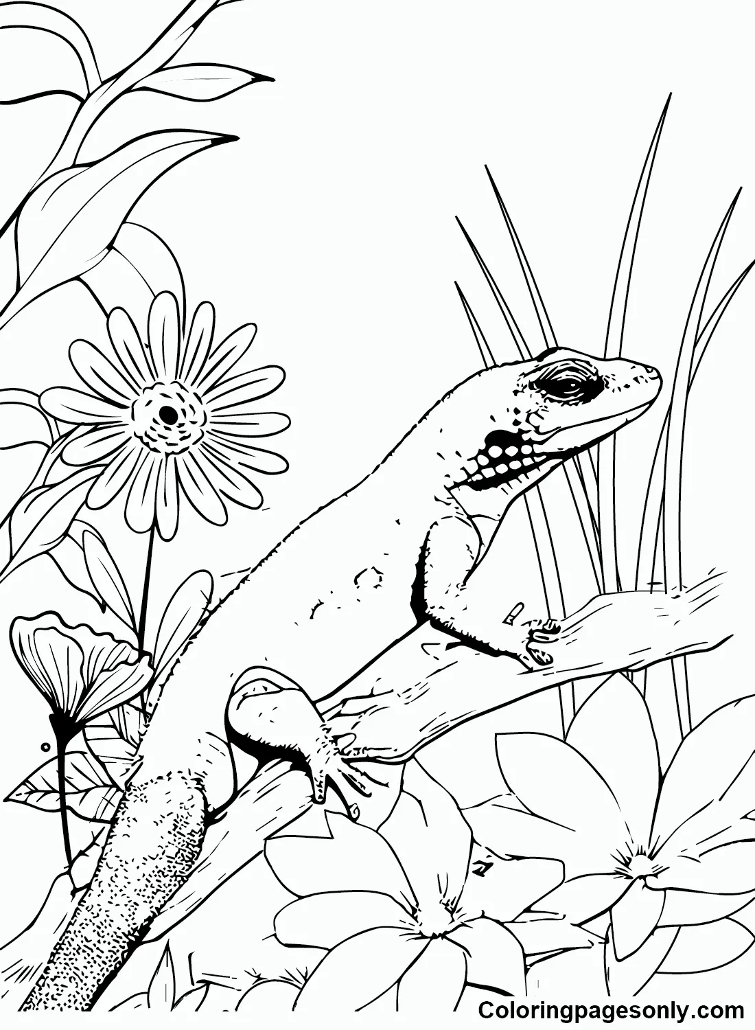 Desenhos de Skink Para Colorir 11