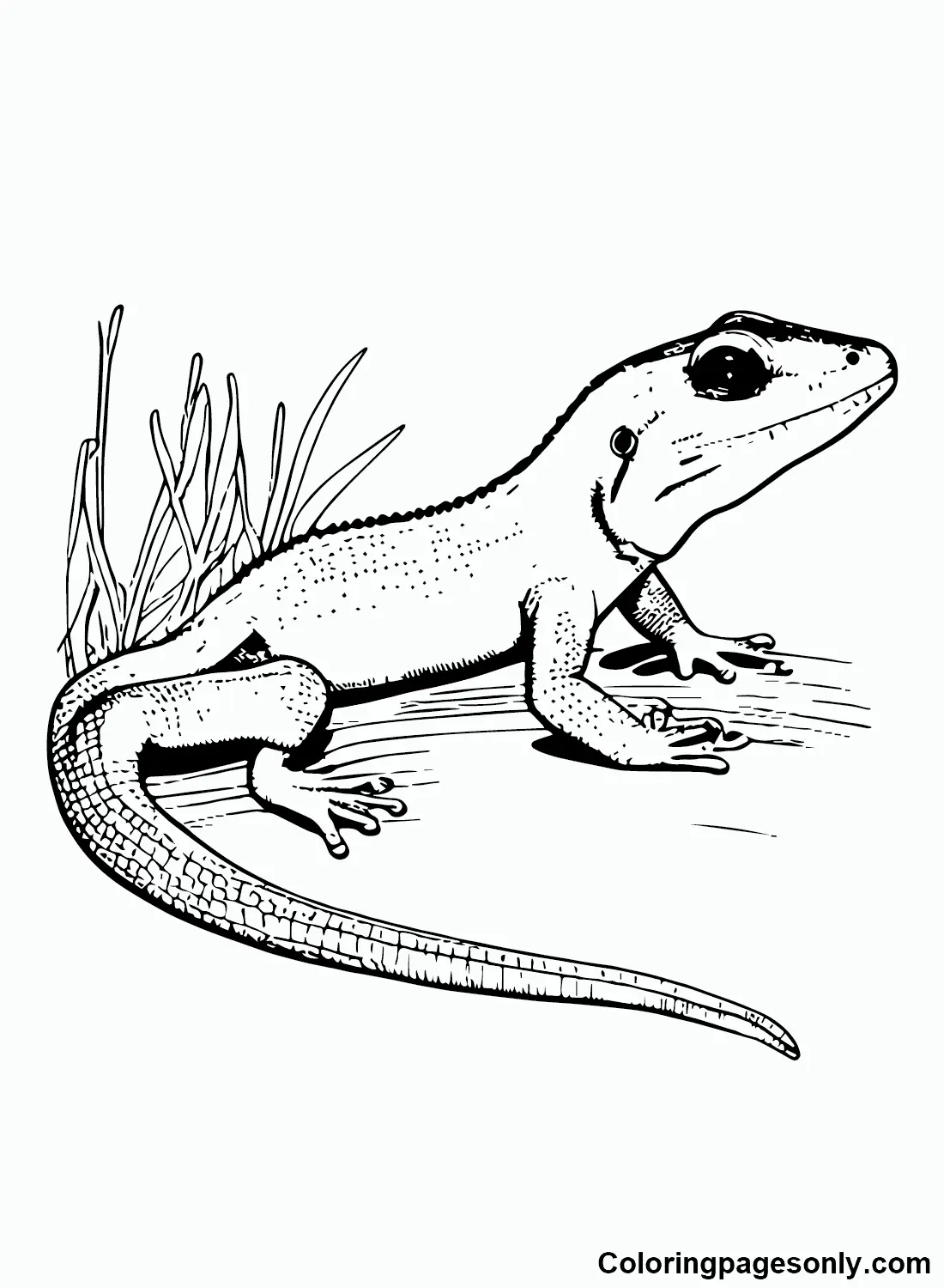 Desenhos de Skink Para Colorir 13