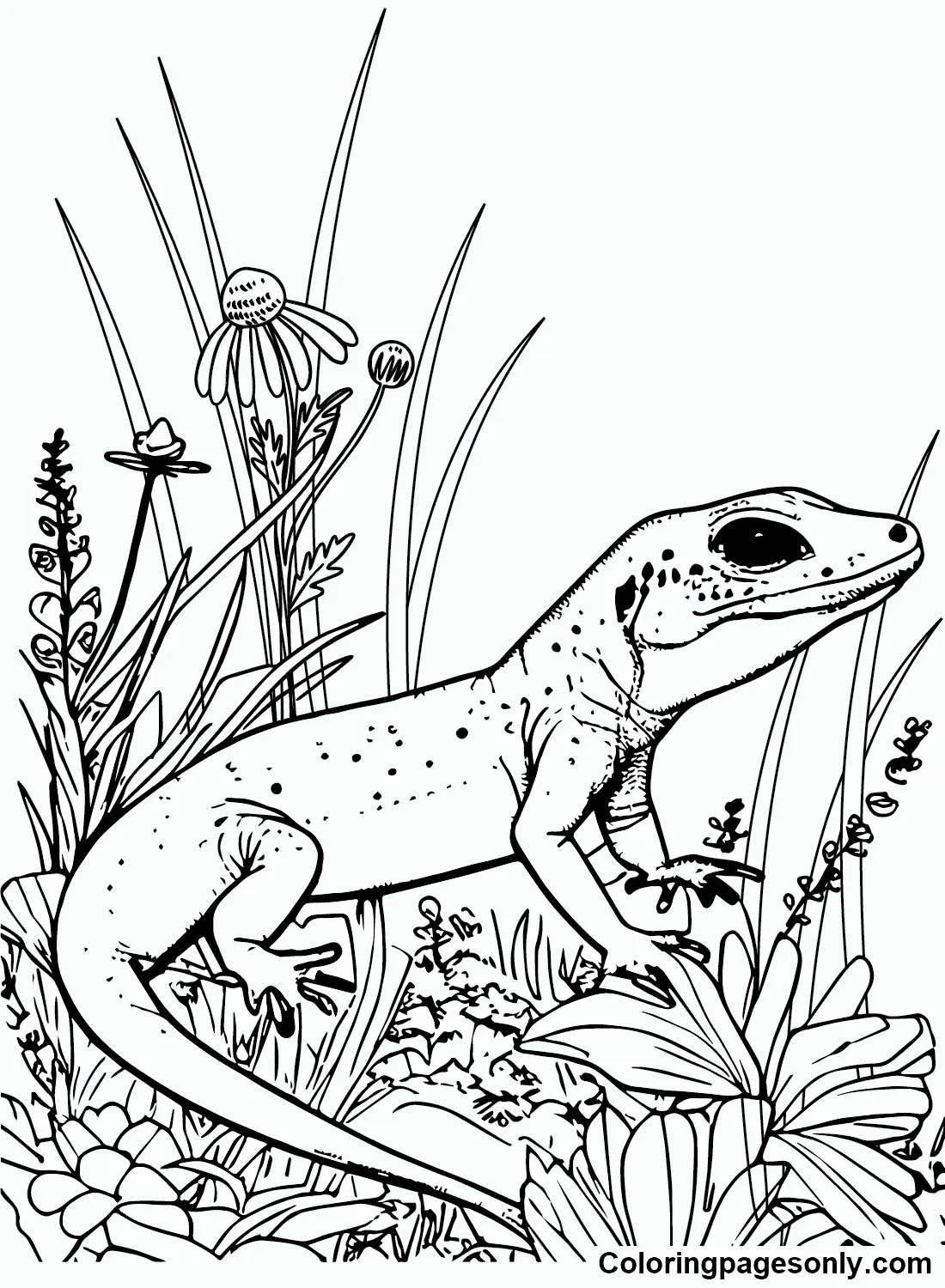 Desenhos de Skink Para Colorir 14