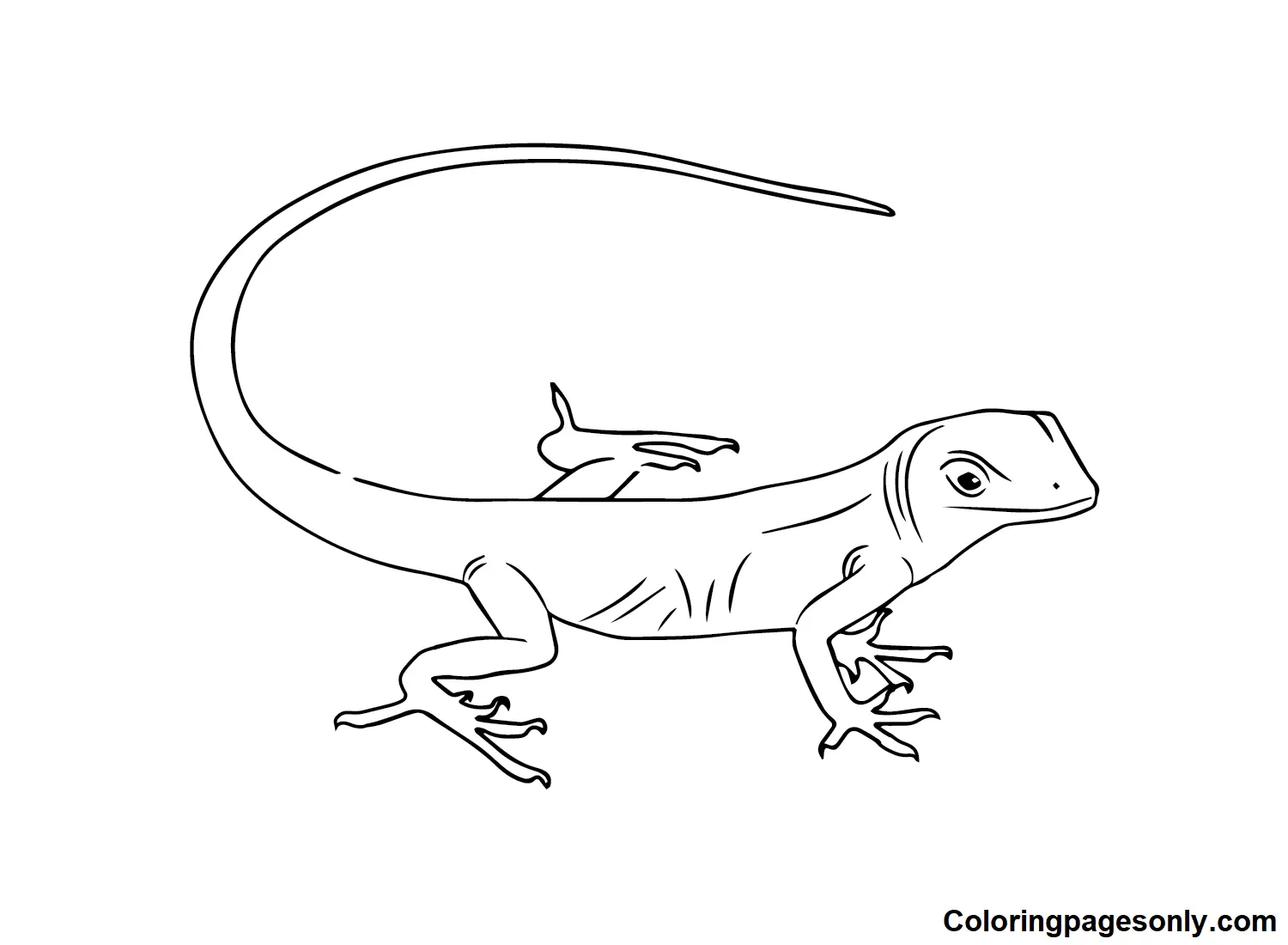 Desenhos de Skink Para Colorir 15