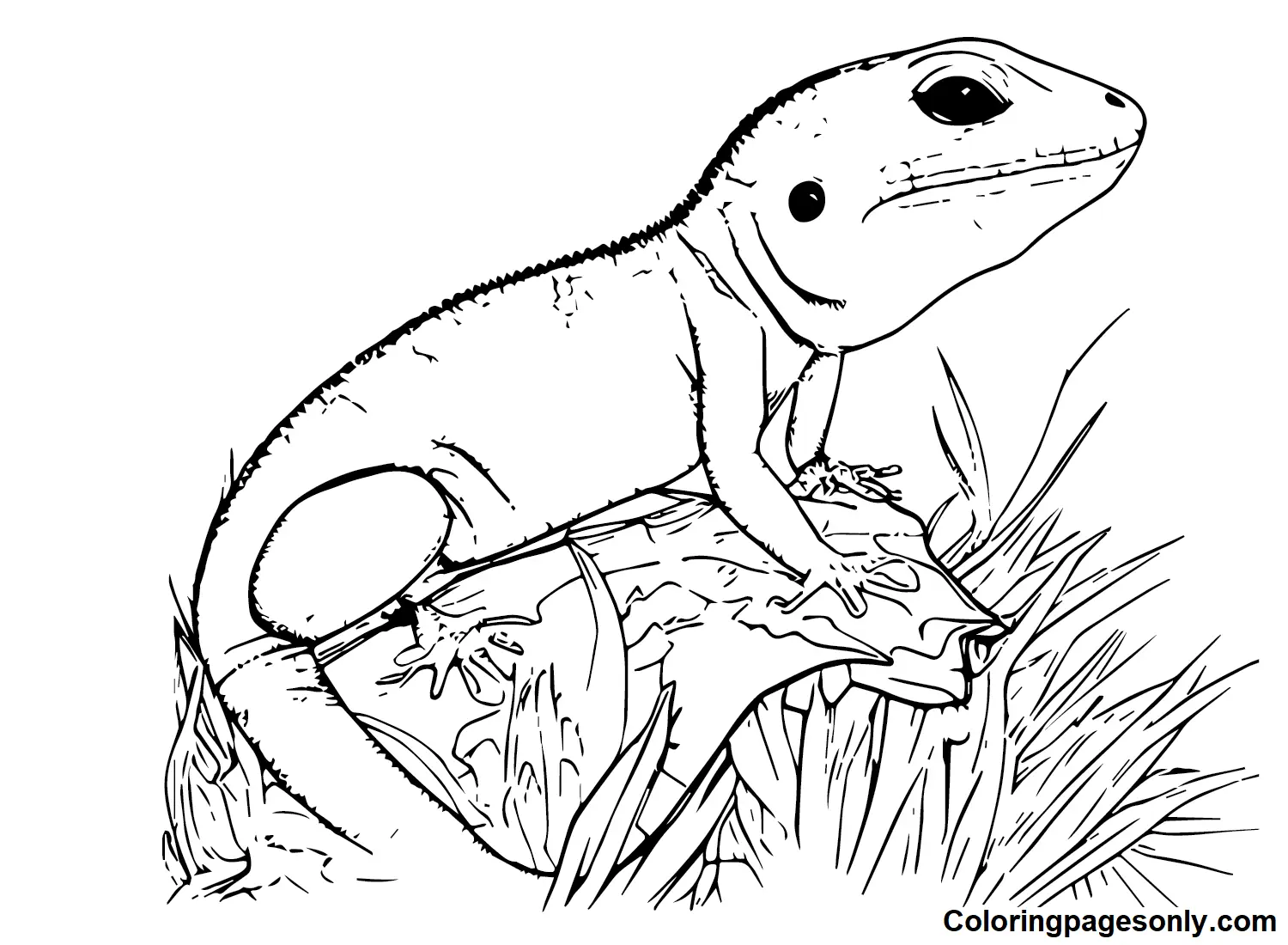 Desenhos de Skink Para Colorir 3