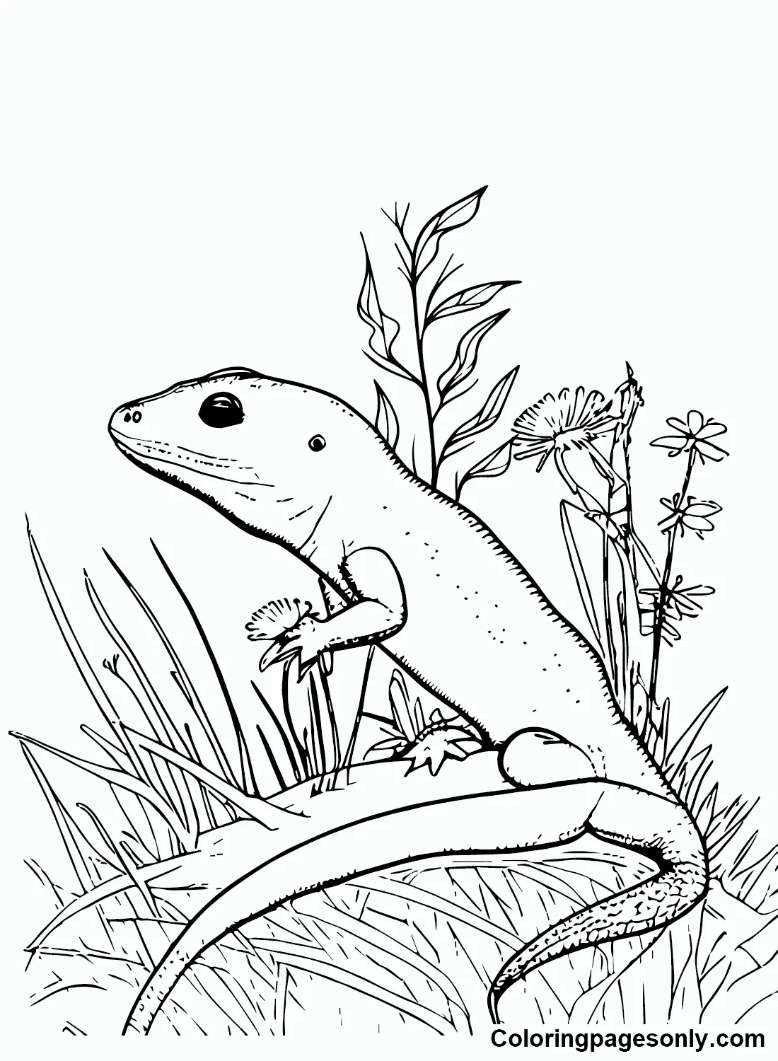 Desenhos de Skink Para Colorir 4