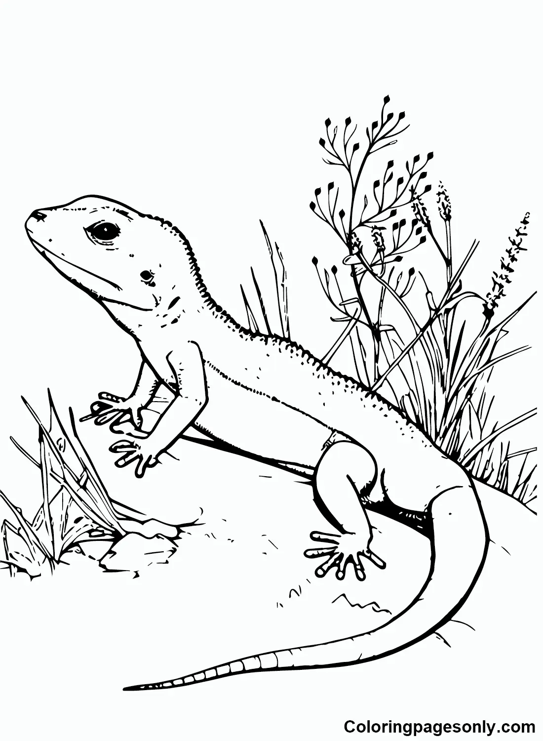 Desenhos de Skink Para Colorir 5