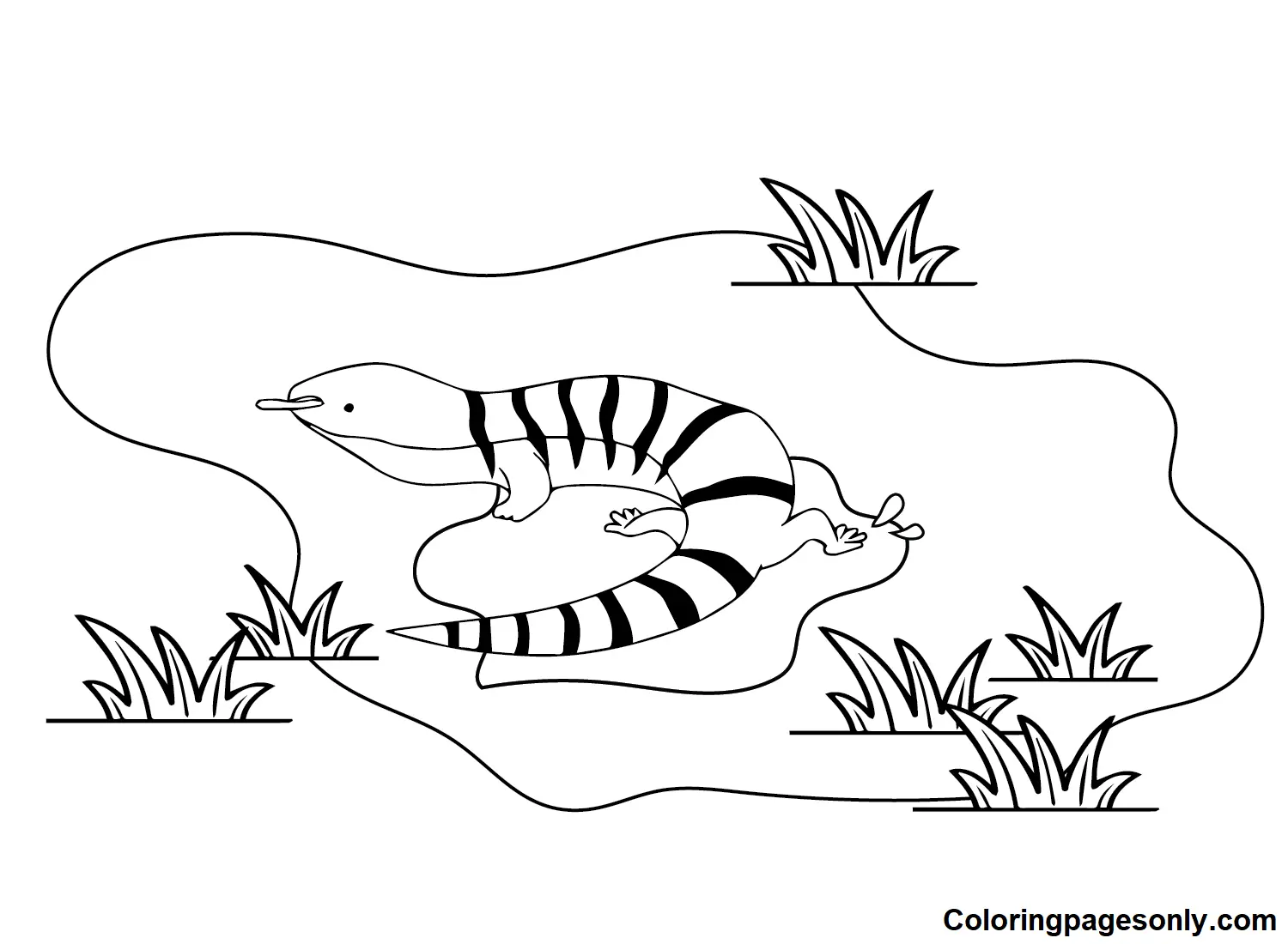 Desenhos de Skink Para Colorir 8