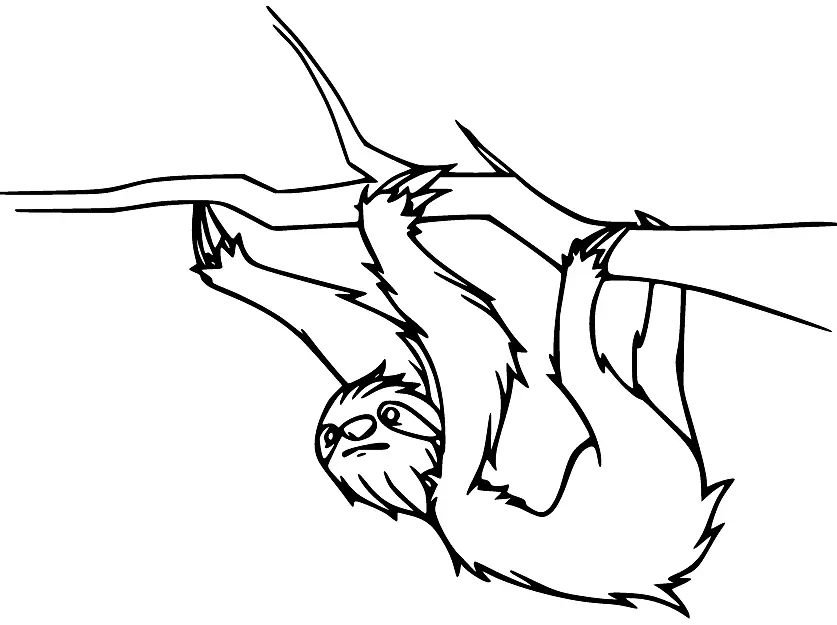 Sloth Coloring Pages 34