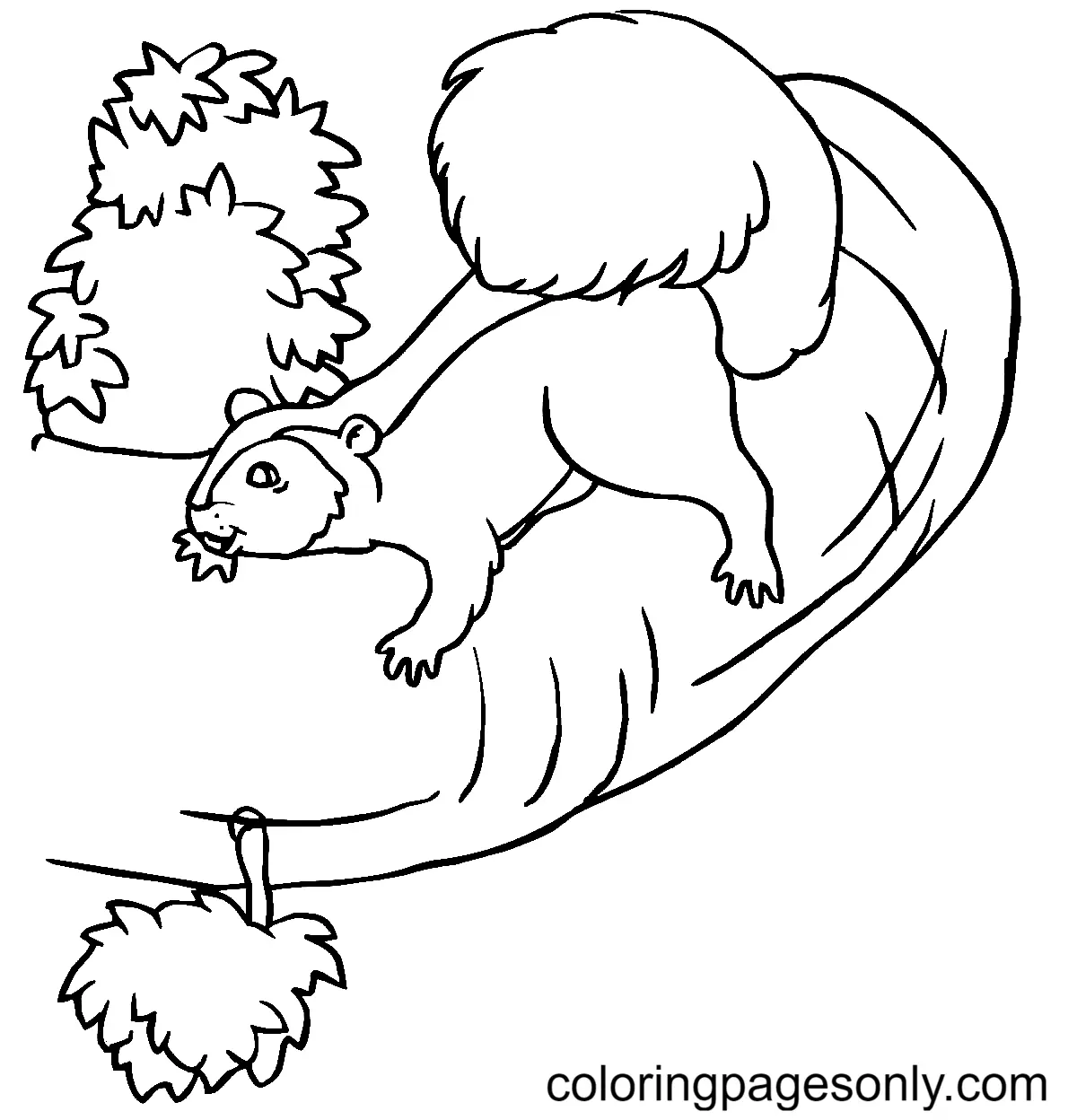 Squirrel Coloring Pages 105