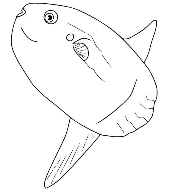Sunfish Coloring Pages 12