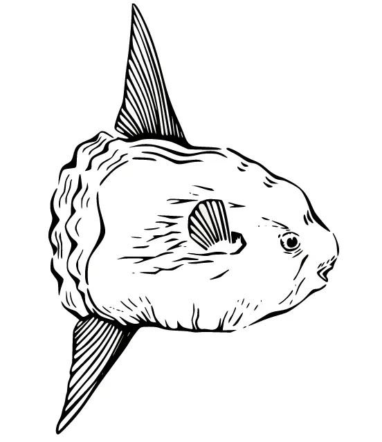Sunfish Coloring Pages 8