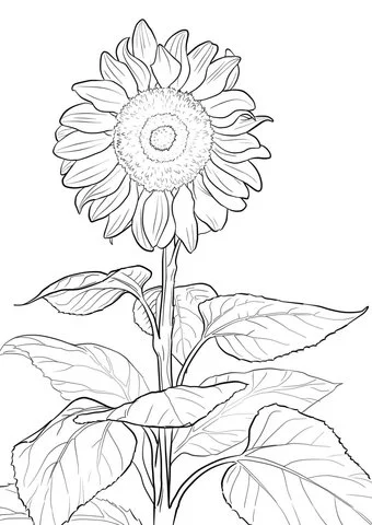 Girasol Para Colorear 20