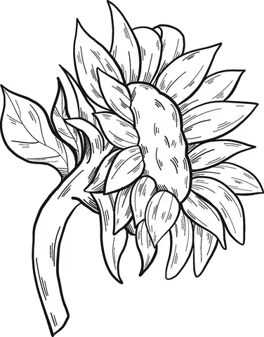 Girasol Para Colorear 24