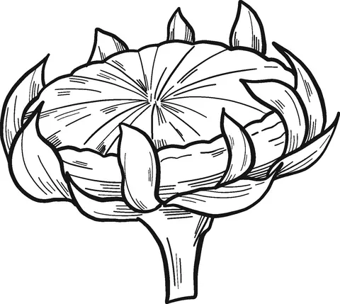 Girasol Para Colorear 34