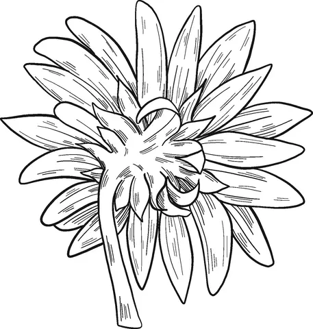 Girasol Para Colorear 40