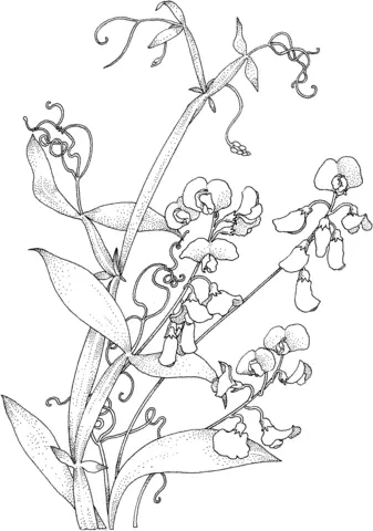 Sweet pea Coloring Pages 2
